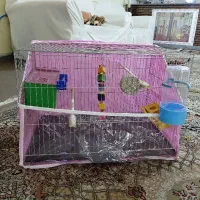 یک عدد قفس معاوضه با عروس هلندی