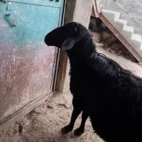 یک راس قوچ قره قزل اصل نژاد دار