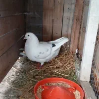 کبوتر|پرنده|ساری, |دیوار