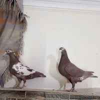 کبوترکارل میولمنز کفترپلاکی آلمانی|پرنده|تهران, مسعودیه|دیوار