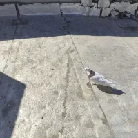 طوقی نر بدون عیب|پرنده|آباده, |دیوار