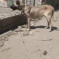 ماده سرابی