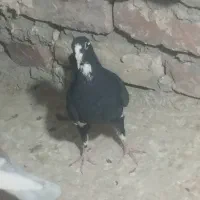 مایه ‌پلنگ