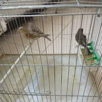 ۳ عدد قناری ماده اوپال|پرنده|چهارباغ, |دیوار