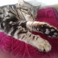 واگذاری گربه dshرایگان