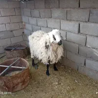 قوچ