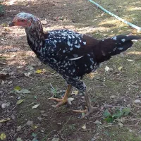 ۷ عددجوجه مرغ  لاری تازه وارد ۷ ماه شدن