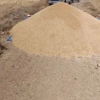 گندم