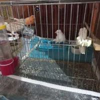 پرنده قناری