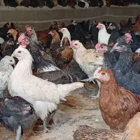 جوجه|حیوانات مزرعه|مشهد, موسوی قوچانی|دیوار