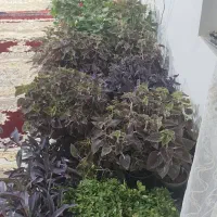 گل خانگی