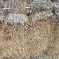 کاه گندم|عمده‌فروشی|اردبیل, |دیوار