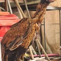 لاری|حیوانات مزرعه|خمینیشهر, |دیوار