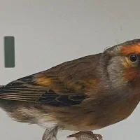 سهره قناری|پرنده|خمینی‌شهر, |دیوار