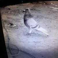 نر ماده|پرنده|گوهرکوه, |دیوار