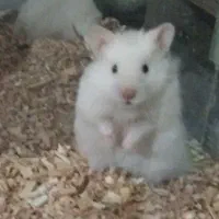 همستربازیگوش