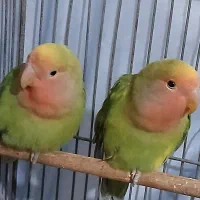 دوتا طوطی برزیلی جوجه چندماهه دستی