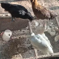 جوجه دو ماهه
