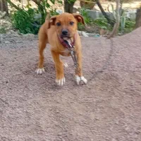 سگ پیتبول|سگ|املش, |دیوار