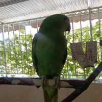 معاوضه ملنگو نر با طوطی راهب