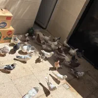 کبوتر خوب