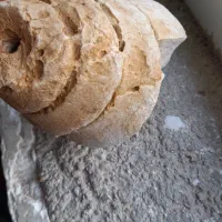 فسیل حلزون|کلکسیون اشیاء عتیقه|زرقان, |دیوار