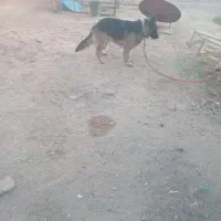 سگ ماده ژرمن شولان. اصل ژرمنی|سگ|طبس, |دیوار