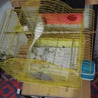 مرغ عشق جفت