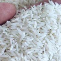 ۲۰کیلوبرنج هاشمی درجه یک