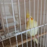 یک عدد عروس هلندی ماده کارداده به شرط|پرنده|شیراز, دارالرحمه|دیوار
