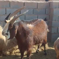 سلام یک نربزجوان فروشی است ۲۸تومان