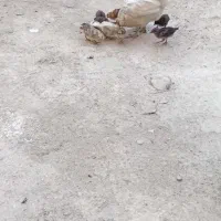 جوجه ومرغ سرحال