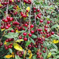 تولید نهال آلبالو مجارستان پربار