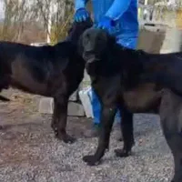 دو سگ گمشده