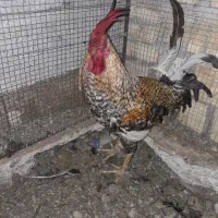 مرغ و خروس محلی اصیل
