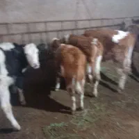 فروش گوساله سیمینتال ۴ رس ماده