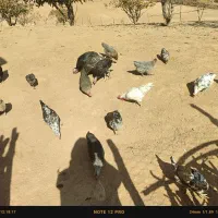 مرغ|حیوانات مزرعه|لردگان, |دیوار