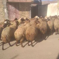 گوسفند آبستن سنگین