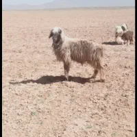 دوعدد قوچ به شرط