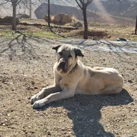 حیوان سگ|سگ|خرم‌آباد, |دیوار