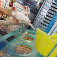 فنچ|پرنده|کرمان, |دیوار