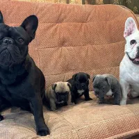 فرنچ بولداگ|سگ|ابریشم, |دیوار