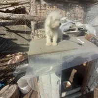 سگ عروسکی|سگ|سلماس, |دیوار