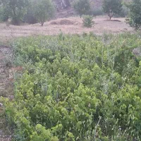 چوتک انگور سیاه برای فروش دارم|خدمات باغبانی و درختکاری|مریوان, |دیوار