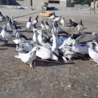 کبوتر پرشی