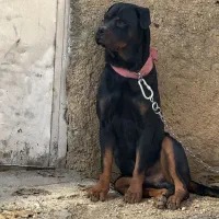 روتوایلر نر آماده کشش