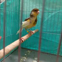 3 عدد قناری نر و ماده(معاوضه و فروش)|پرنده|آستانه اشرفیه, |دیوار