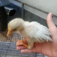 یک جوجه خروس