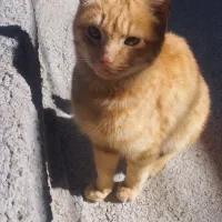 بچه گربه نر