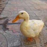 اردک